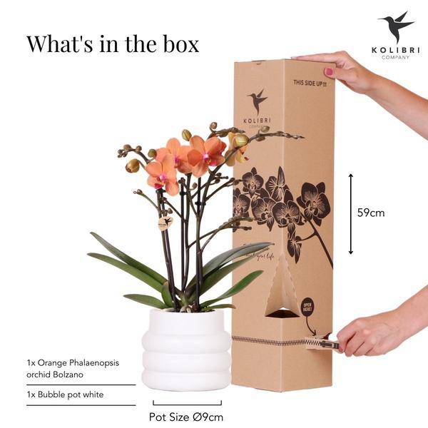 Phalaenopsis Orchidee Mineral Bolzano Orange – Zimmerpflanze mit 2-3 Zweigen – Inklusive Bubble Keramiktopf Weiß Ø9cm – Plant