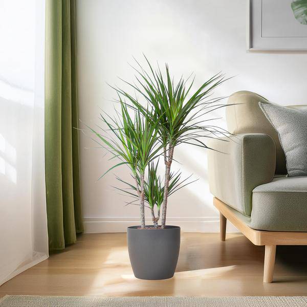 Drachenbaum Dracaena Marginata Zimmerpflanze Ø21cm ↕95cm mit dekorativem Übertopf – pflegeleichte Grünpflanze für Wohnzimmer, Büro – Plant