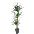 Drachenbaum Zimmerpflanze Ø24cm ↕160cm – pflegeleichte Grünpflanze für Wohnzimmer, Büro & helle Standorte kaufen – Plant