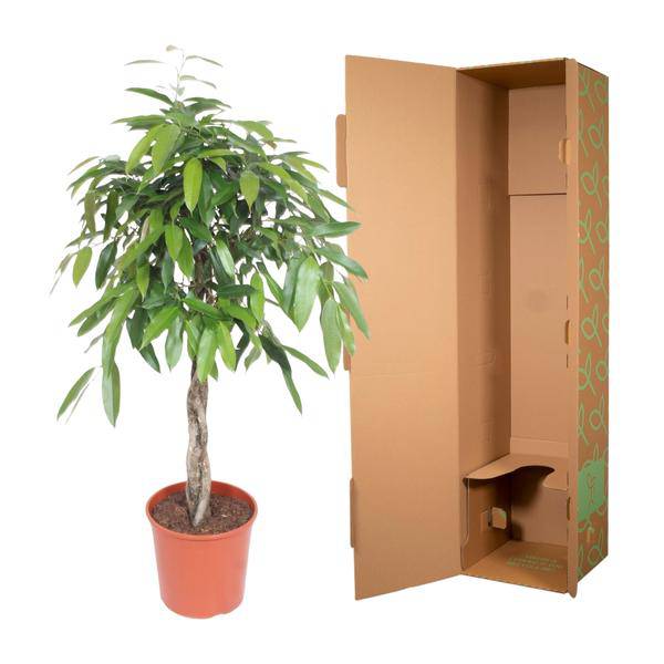Ficus Amstel King – Schmalblättriger Gummibaum – 140cm hoch – Ø30cm – Zimmerpflanze mit geflochtenem Stamm – Pflegeleicht & luftreinigend – Plant