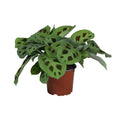 Pfeilwurz – Maranta Leuconeura Kerchoveana – Gebetspflanze – Zimmerpflanze – Ø12cm – ↕30cm – Tropische Blattschmuckpflanze – Plant