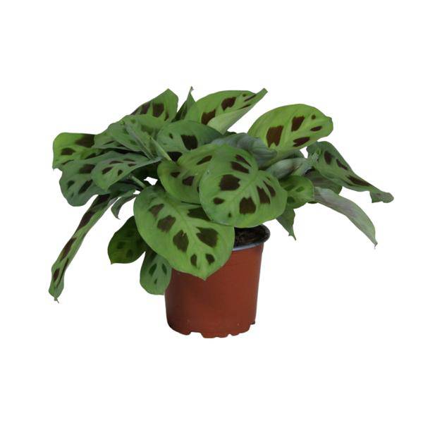 Pfeilwurz – Maranta Leuconeura Kerchoveana – Gebetspflanze – Zimmerpflanze – Ø12cm – ↕30cm – Tropische Blattschmuckpflanze – Plant