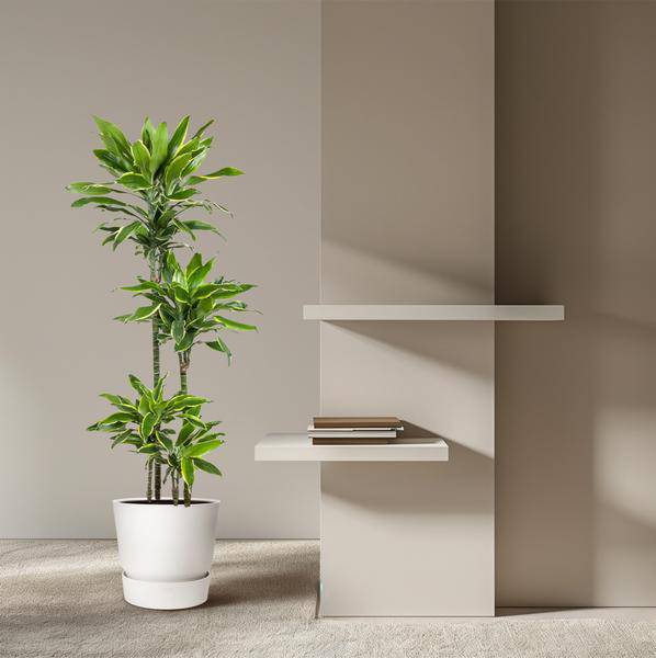 Drachenbaum Zimmerpflanze Ø27cm ↕140cm – pflegeleichte Grünpflanze für Wohnzimmer, Büro & helle Standorte kaufen – Plant