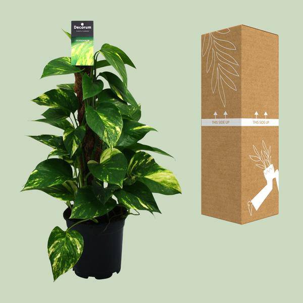 Efeutute Scindapsus Epipremnum – Ø15cm – ↕50cm – Pflegeleichte Rankpflanze & luftreinigende Zimmerpflanze – Plant