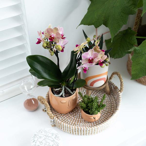Weißes Geflochtenes Tablett Ø30cm – Handgewebtes Deko – Tablett – Pflanzentablett & Wohnaccessoire – Plant