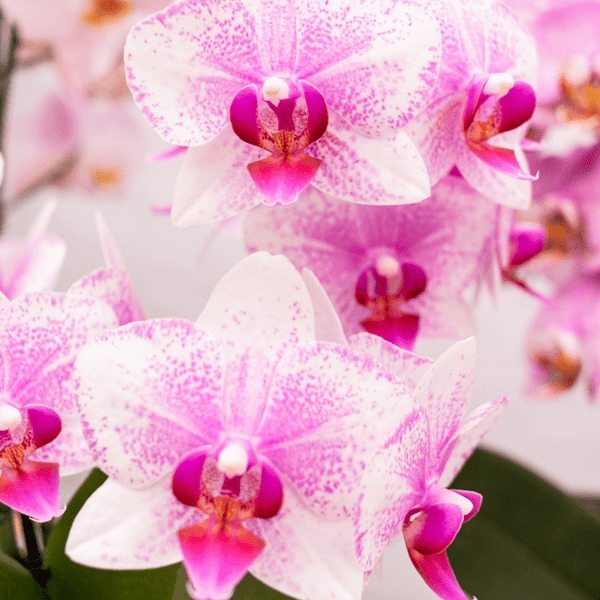 Phalaenopsis Orchidee – Rosa Mineral Rotterdam – Ø9cm – Blühende Zimmerpflanze – 2-3 Zweige – Pflegeleicht & dekorativ – Für Wohnzimmer, Büro & Bad – Plant