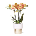Phalaenopsis Orchidee Weiß – Jamaica – Mit Lush Topf Gold – Weiß – Ø9cm – Höhe ca. 40cm – Blühende Zimmerpflanze mit 2-3 Zweigen – Plant