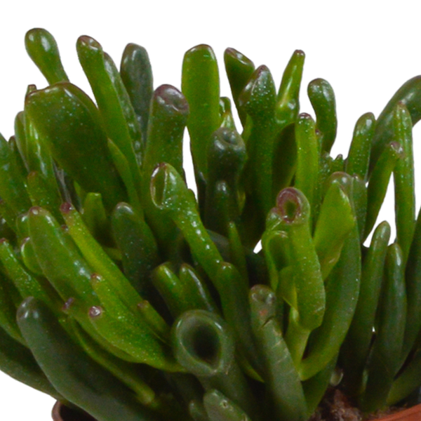 Crassula Mix – Dickblatt 3 Pflanzen – Ø10,5cm Zimmerpflanzen im Terrakotta – Topf – Verschiedene Sukkulenten im mediterranen Tontopf – Plant