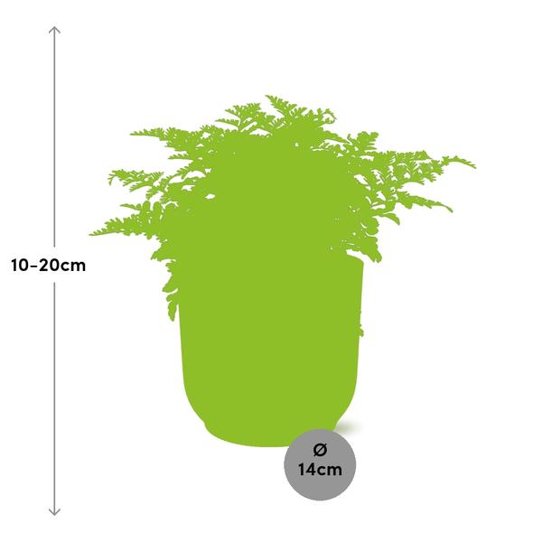 Nestfarn Asplenium Parvati Zimmerpflanze Ø14cm – pflegeleichte Grünpflanze für Wohnzimmer, Büro & helle Standorte kaufen – Plant