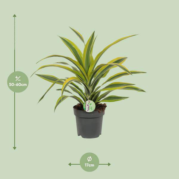 Drachenbaum Dracaena Lemon Lime – Ø17cm H40cm – Pflegeleichte Zimmerpflanze mit gestreiftem Laub – Luftreinigend – Für Halbschatten – Im Pflanztopf – Plant