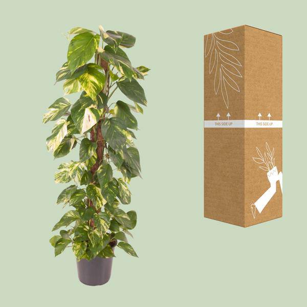 Efeutute Epipremnum Pinnatum – Zimmerpflanze – Ø24cm – ↕120cm – Goldene Efeutute mit herzförmigen Blättern – Luftreinigende & pflegeleichte Zimmerpflanze – Plant