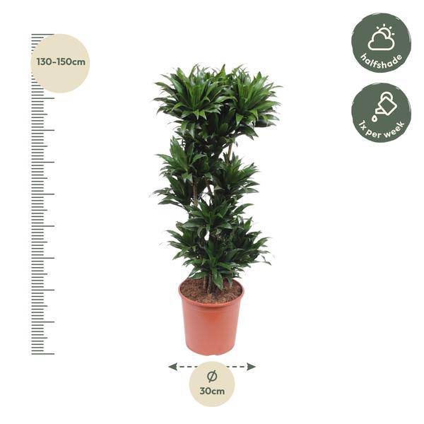 Drachenbaum Dracaena Compacta – 140cm hoch – Ø30cm – Elegante Zimmerpflanze mit dichtem dunkelgrünem Blattwerk – pflegeleicht – für Zimmer & Büro – Plant