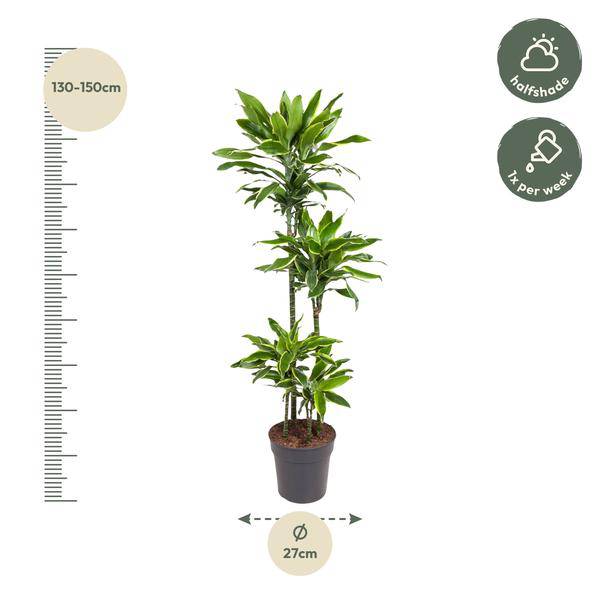 Drachenbaum Zimmerpflanze Ø27cm ↕140cm – pflegeleichte Grünpflanze für Wohnzimmer, Büro & helle Standorte kaufen – Plant