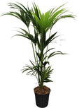 Howea Forsteriana Kentia – Forstersche Kentia – Zimmerpflanze – Ø21cm – Höhe ca. 120cm – Tropische, pflegeleichte Grünpflanze – Für Wohnzimmer & Büro – Plant