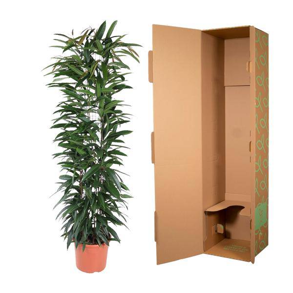 Schmalblättriger Gummibaum – Ficus Alii King 150cm – Ø29cm – Zimmerpflanze mit langen dunkelgrünen Blättern – Pflegeleicht – Plant