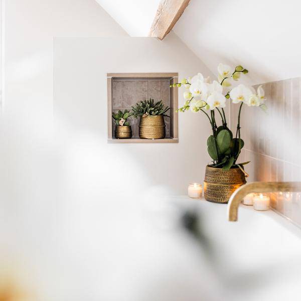 Weiße Phalaenopsis Orchidee Juwel Gent Zimmerpflanze Ø12cm ↕40cm – blühende Orchidee für Wohnzimmer, Büro & helle Standorte kaufen – Plant