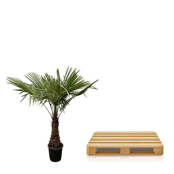 Hanfpalme Gartenpflanze Ø45cm ↕240cm – winterharte Pflanze für Garten, Balkon, Terrasse, Kübel & Beet online kaufen – Plant