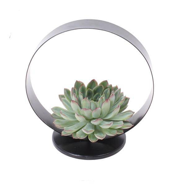 Sukkulente Echeveria pulidonis ROOTLESS Zimmerpflanze Ø20cm – pflegeleichte Sukkulente für Wohnzimmer, Büro & helle Standorte kaufen – Plant