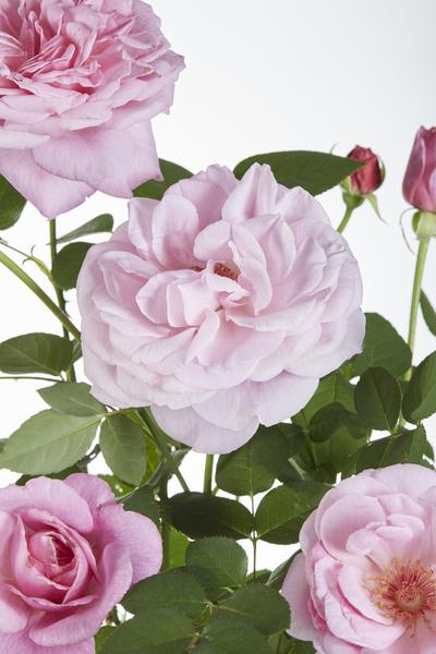 Rose Crazy in Love Pink – Rosa Kletterrose – Ø15cm – ↕65cm Höhe – Duftende Gartenrose mit langer Blütezeit – Für Terrasse, Balkon & Garten – Plant