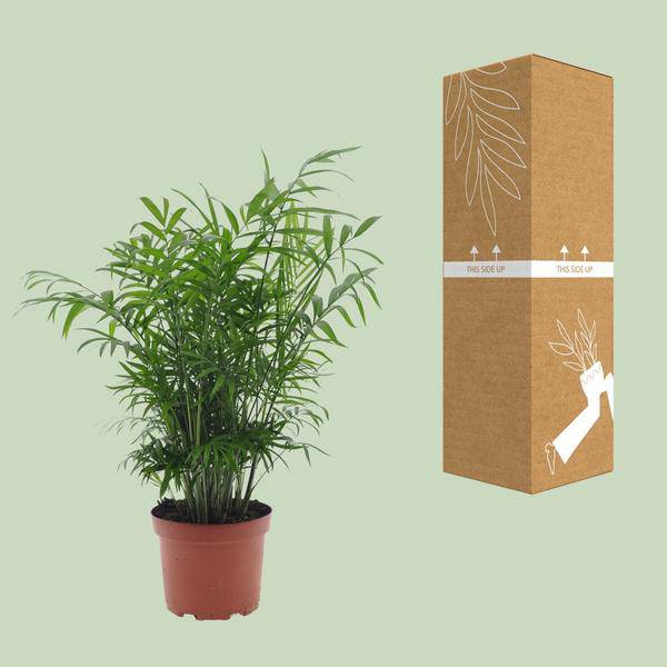 Mexikanische Bergpalme Chamaedorea Elegans Zimmerpflanze Ø17cm ↕50cm – tropische Grünpflanze für Wohnzimmer, Büro & helle Standorte kaufen – Plant