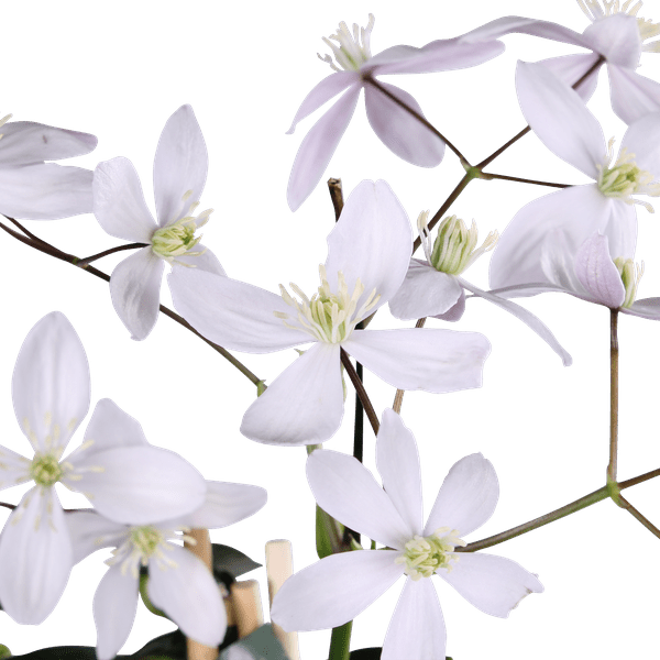 Waldrebe Clematis armandii Apple Blossom – Immergrüne Clematis – Hellrosa Blüten – Ø15cm – ↕65cm Kletterpflanze – Duftende Blüten – Wintergrün – Plant