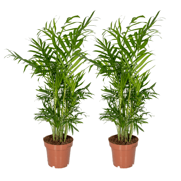 Mexikanische Bergpalme – Chamaedorea Elegans – 2 Pflanzen – Zimmerpflanze – Ø12cm – ↕40cm – Plant