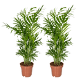 Mexikanische Bergpalme – Chamaedorea Elegans – 2 Pflanzen – Zimmerpflanze – Ø12cm – ↕40cm – Plant