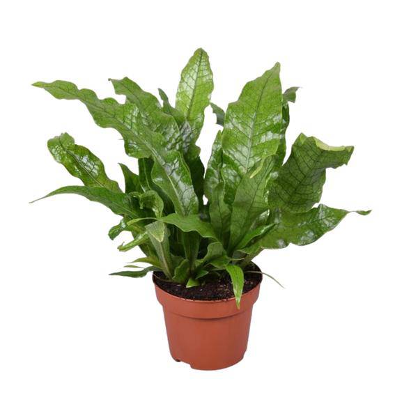 Krokodilfarn – Microsorum Crocodyllus – tropische Zimmerpflanze – Ø12cm – ca. 30cm hoch – dekorativer Farn für Innenräume – Plant