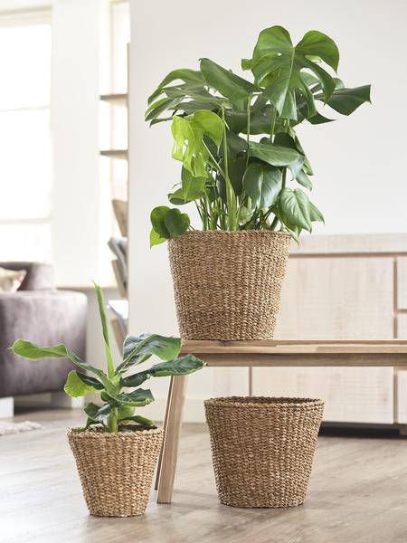 Blumentopf Braun Korb ↕23cm – moderner Pflanztopf für Zimmerpflanzen, Sukkulenten, Kakteen & Kräuter – Plant