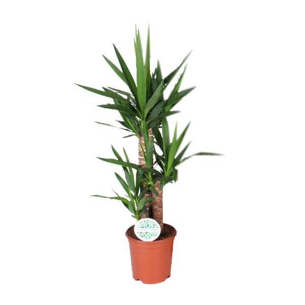 Palmlilie – Yucca – Zimmerpflanze – Ø21cm – ca. 90cm hoch – pflegeleichte Grünpflanze für Wohnzimmer Büro Flur – Plant