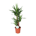 Palmlilie – Yucca – Zimmerpflanze – Ø21cm – ca. 90cm hoch – pflegeleichte Grünpflanze für Wohnzimmer Büro Flur – Plant