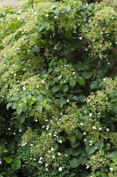 Kletter – Hortensie – Hydrangea petiolaris – Ø15cm – ca. 65cm hoch – Winterharte & pflegeleichte Kletterpflanze mit weißen Blüten – Plant