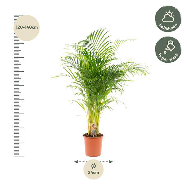 Areca – Palme – Betelpalme Dypsis lutescens – Ø24cm – 130cm Höhe – Luftreinigende Goldfruchtpalme – Tropische Zimmerpflanze für gesundes Raumklima – Plant