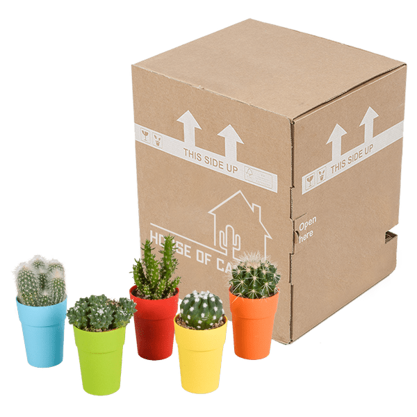 Kakteen Mix – 5 Pflanzen – Ø5,5cm Zimmerpflanzen im farbigen Kunststofftopf – Verschiedene Mini – Kakteen – Plant