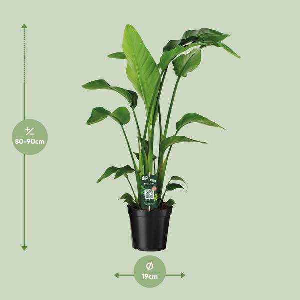 Baum – Strelitzie Strelitzia Nicolai Zimmerpflanze Ø19cm ↕90cm – tropische Grünpflanze für Wohnzimmer, Büro & helle Standorte kaufen – Plant