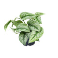 Gefleckte Efeutute – Scindapsus Pictus Trebie – Zimmerpflanze – Ø12cm – 20cm hoch – pflegeleicht – hängende Ranken – Halbschatten – Indoor – Pflanze – Plant