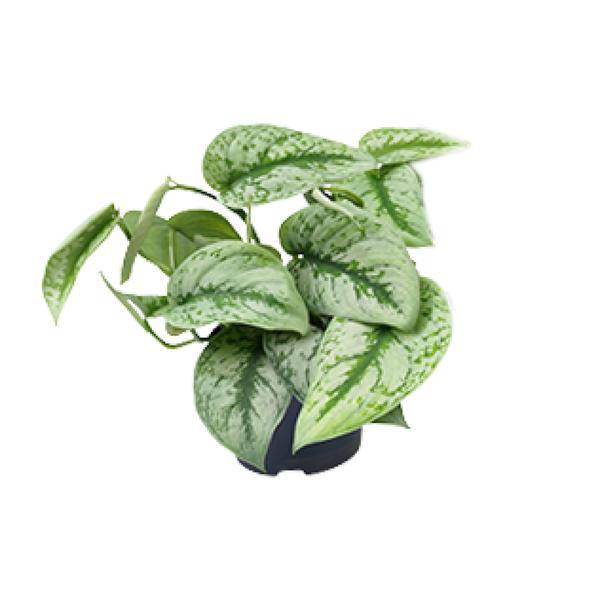 Gefleckte Efeutute – Scindapsus Pictus Trebie – Zimmerpflanze – Ø12cm – 20cm hoch – pflegeleicht – hängende Ranken – Halbschatten – Indoor – Pflanze – Plant