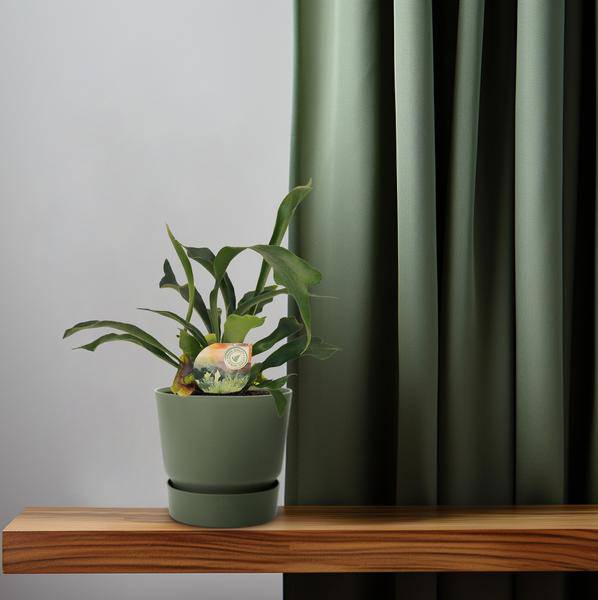 Geweihfarn Platycerium bifurcatum Zimmerpflanze Ø12cm ↕35cm – pflegeleichte Grünpflanze für Wohnzimmer, Büro & helle Standorte kaufen – Plant
