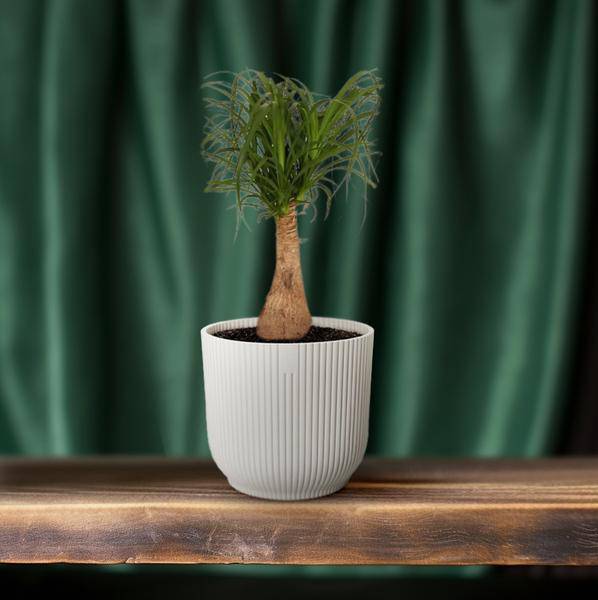 Elefantenfuß Beaucarnea Nolina – Ø19cm – ↕60cm – Pflegeleichte Zimmerpflanze mit luftreinigenden Eigenschaften