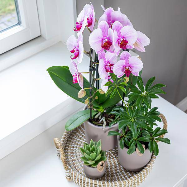 Rosa Phalaenopsis Orchidee – Niagara Fall – Ø12cm Höhe55-60cm – Blühende Zimmerpflanze mit großen rosa Blüten – Elegante Orchidee als Geschenk & Deko – Plant