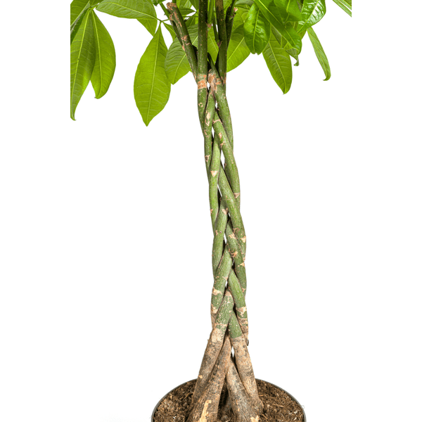 Glückskastanie – Pachira Aquatica – Zimmerpflanze – Ø27cm – Höhe 140-150cm – Geflochtener Stamm & glänzende Blätter – Exotisch & pflegeleicht – Plant