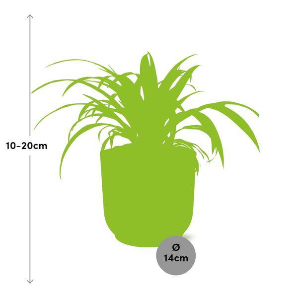 Grünlilie Chlorophytum Comosum Variegatum Zimmerpflanze Ø12cm Ø14cm – pflegeleichte Grünpflanze für Wohnzimmer, Büro & helle Standorte kaufen – Plant