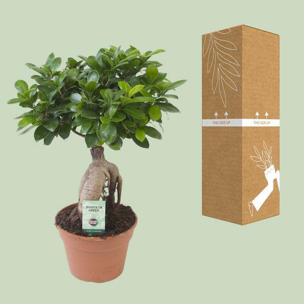 Chinesische Feige Ficus Ginseng Zimmerpflanze Ø17cm ↕40cm – pflegeleichte Grünpflanze für Wohnzimmer, Büro & helle Standorte kaufen – Plant