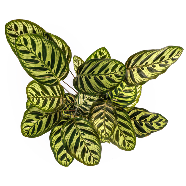 Calathea Makoyana Pfauen – Korbmaranthe – Zimmerpflanze Ø17cm – ca. 40-50cm hoch – Dekorative Blätter mit roter Unterseite – Plant