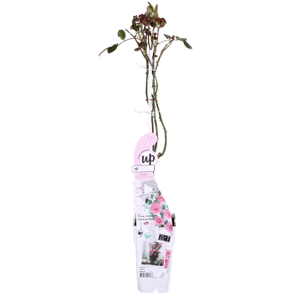 Rose Crazy in Love Pink – Rosa Kletterrose – Ø15cm – ↕65cm Höhe – Duftende Gartenrose mit langer Blütezeit – Für Terrasse, Balkon & Garten – Plant