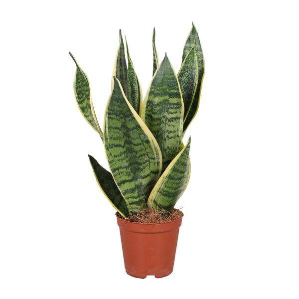 Bogenhanf Sansevieria trifasciata Futura Superba – Schwiegermutterzunge – Ø12cm – ↕40cm – pflegeleichte Zimmerpflanze mit gelb – grünem Laub – Plant
