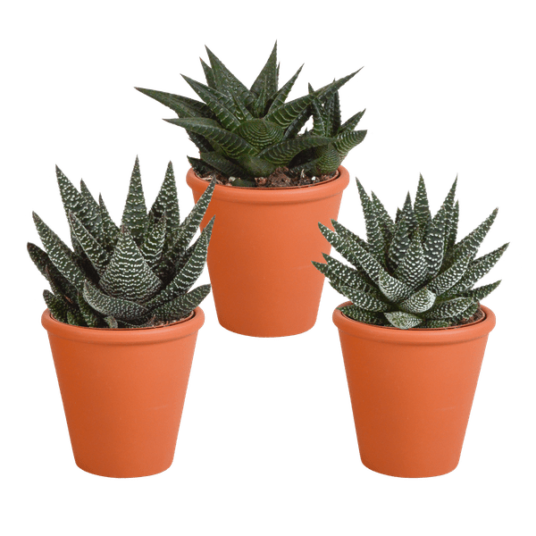 Sukkulenten Mix Gasteria & Haworthia – Ø8,5cm Zimmerpflanzen im Terrakotta – Topf – Verschiedene Mini – Sukkulenten – Plant