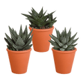 Sukkulenten Mix Gasteria & Haworthia – Ø8,5cm Zimmerpflanzen im Terrakotta – Topf – Verschiedene Mini – Sukkulenten – Plant