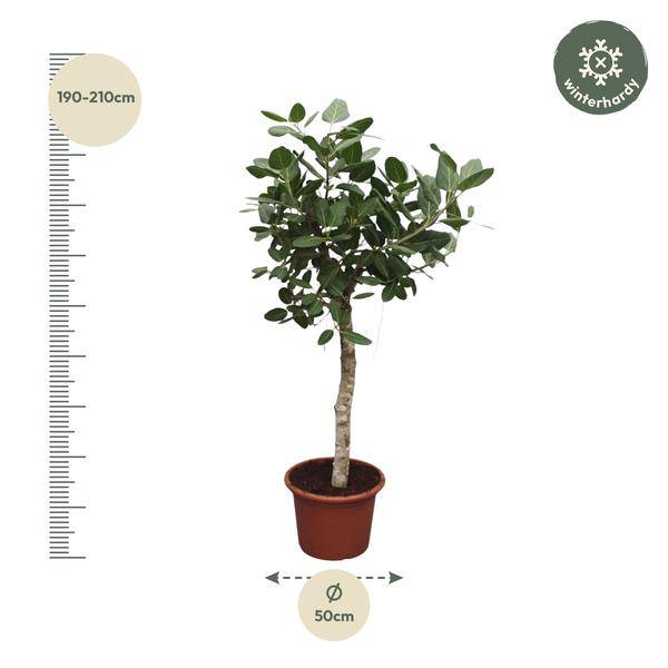 Banyan – Feige Ficus Benghalensis – 200cm hoch – Ø50cm – Exklusive Zimmerpflanze mit großen glänzenden Blättern – pflegeleicht – für Zimmer & Büro – Plant