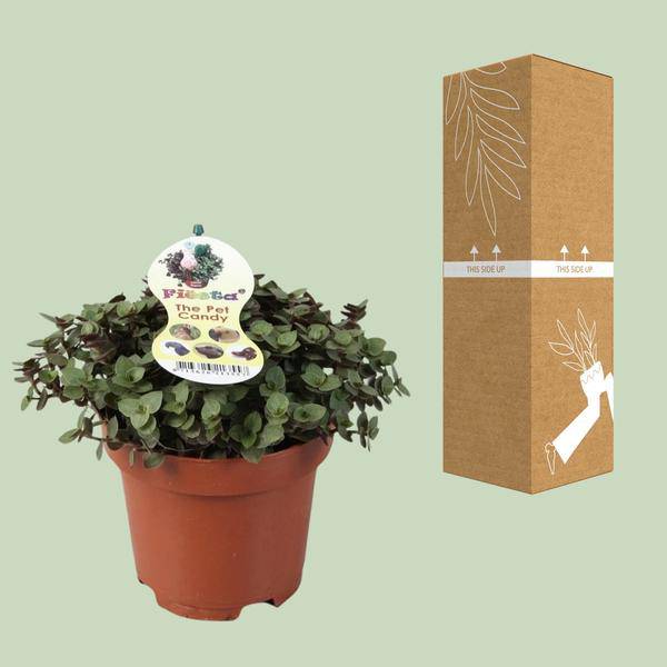 Kriechendes Schönpolster – Callisia Repens – Zollpflanze – Zimmerpflanze – Ø12cm – ca. 17cm hoch – pflegeleicht & dekorativ – Plant